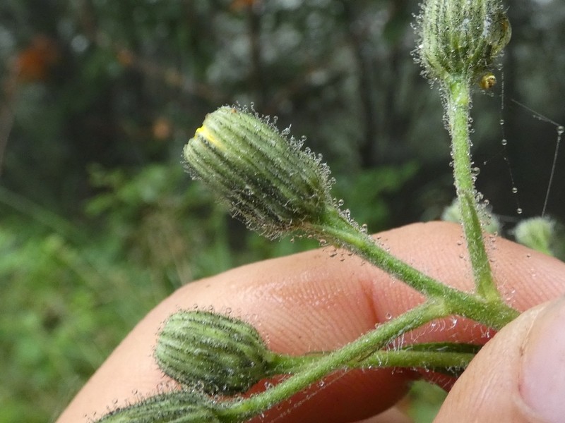 Hieracium lycopifolium photo 3