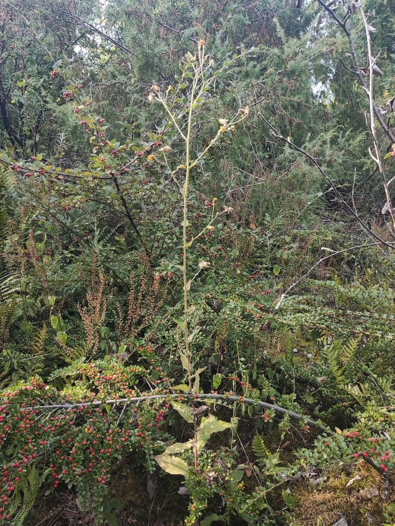 Hieracium lycopifolium photo 4
