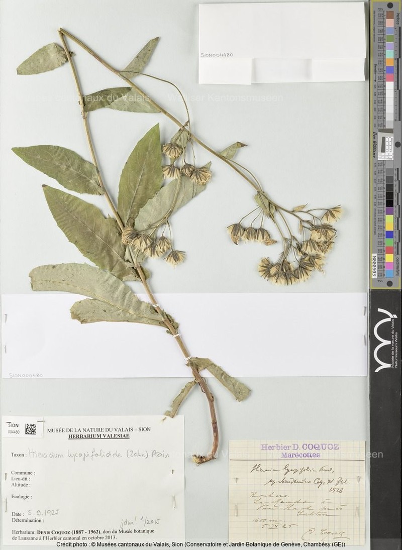 Hieracium lycopifolium photo 5