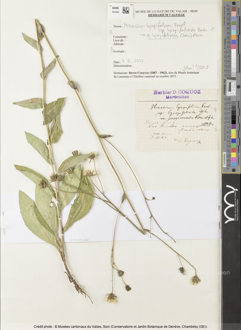 Hieracium lycopifolium photo 6