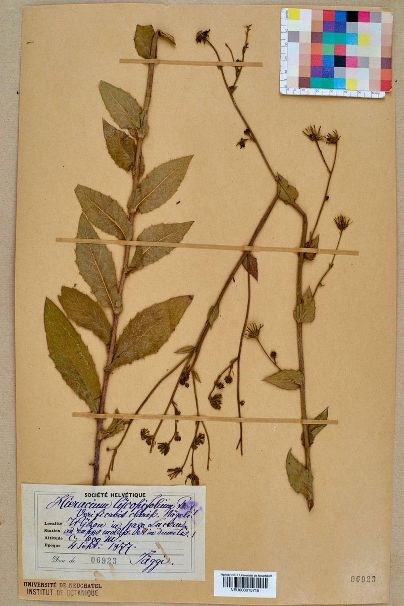 Hieracium lycopifolium