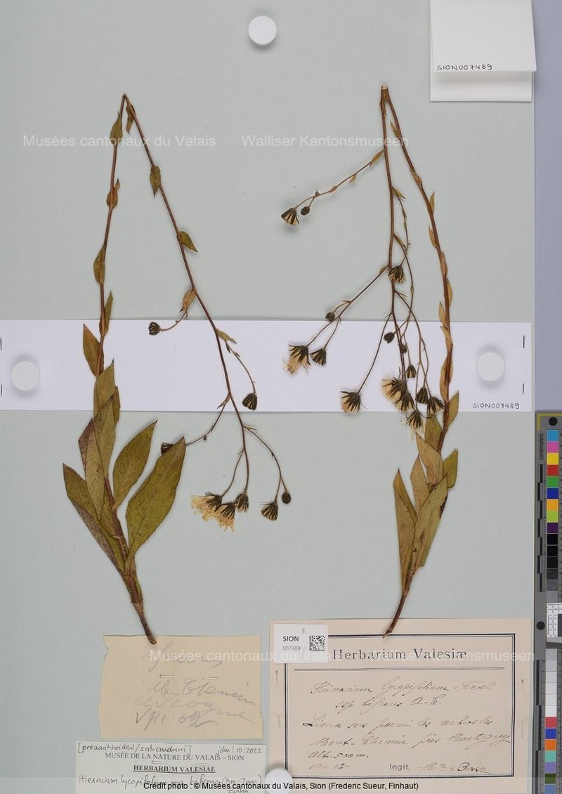 Hieracium lycopifolium subsp. bifrons