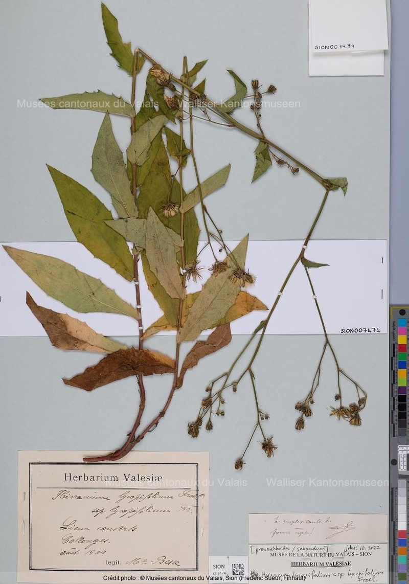 Hieracium lycopifolium subsp. lycopifolium