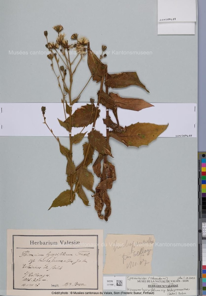 Hieracium lycopifolium subsp. trichoprenanthes