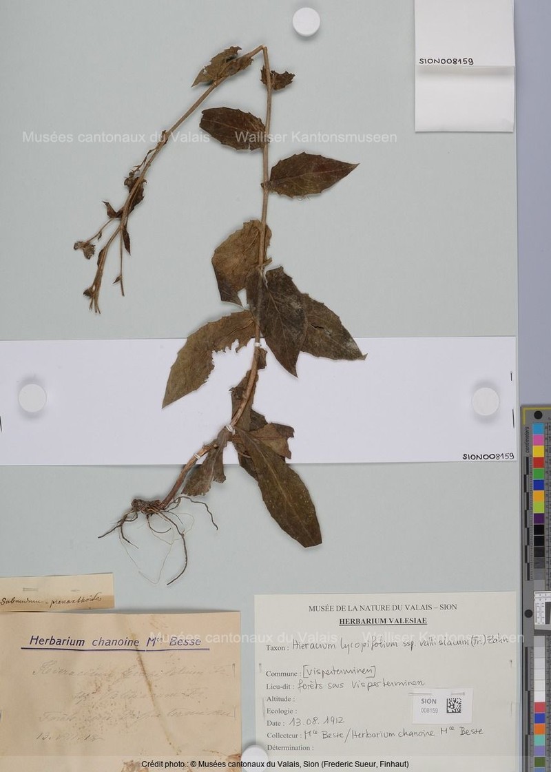 Hieracium lycopifolium subsp. vallisiacum photo 2