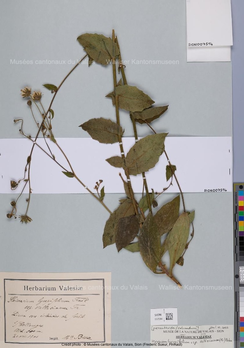 Hieracium lycopifolium subsp. vallisiacum photo 3