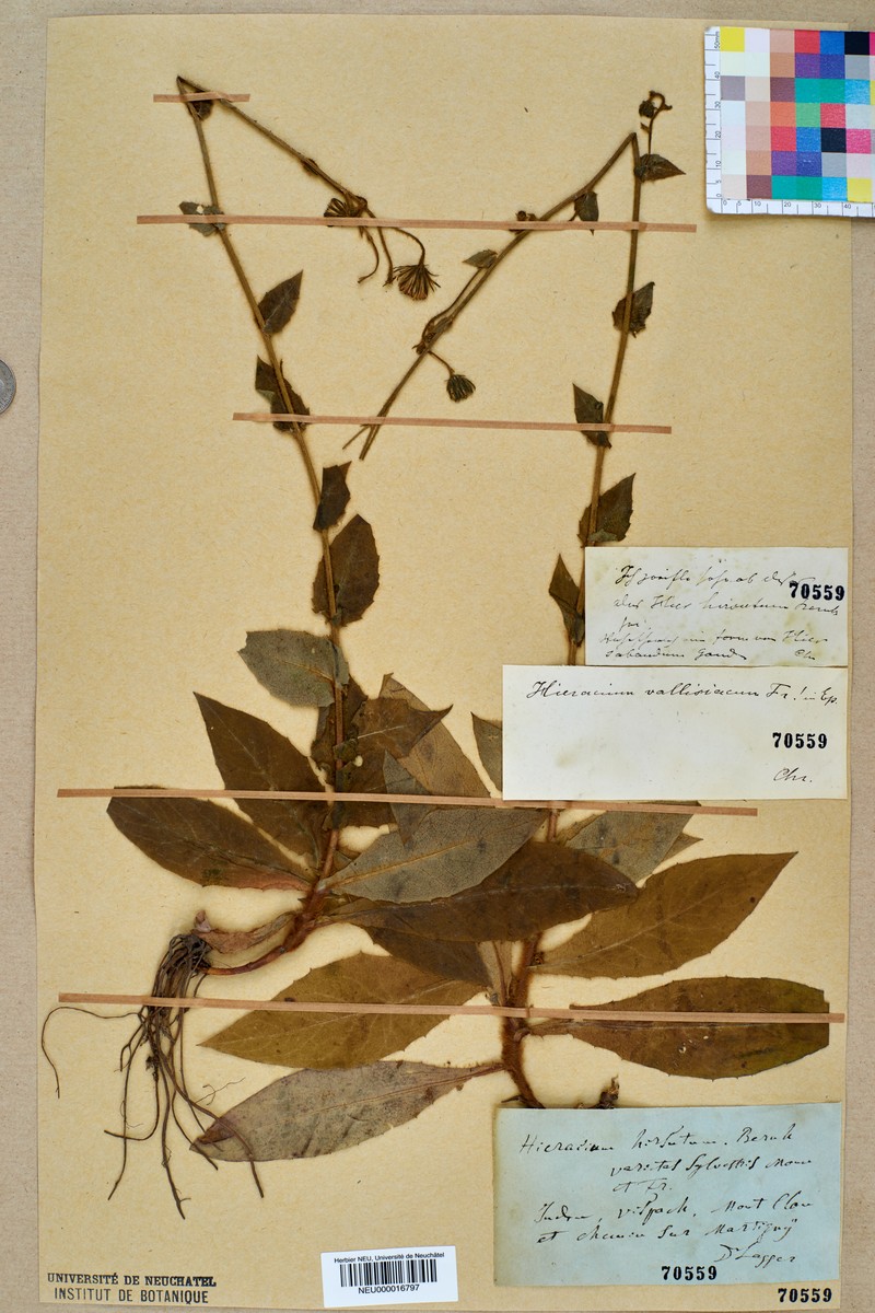 Hieracium lycopifolium subsp. vallisiacum