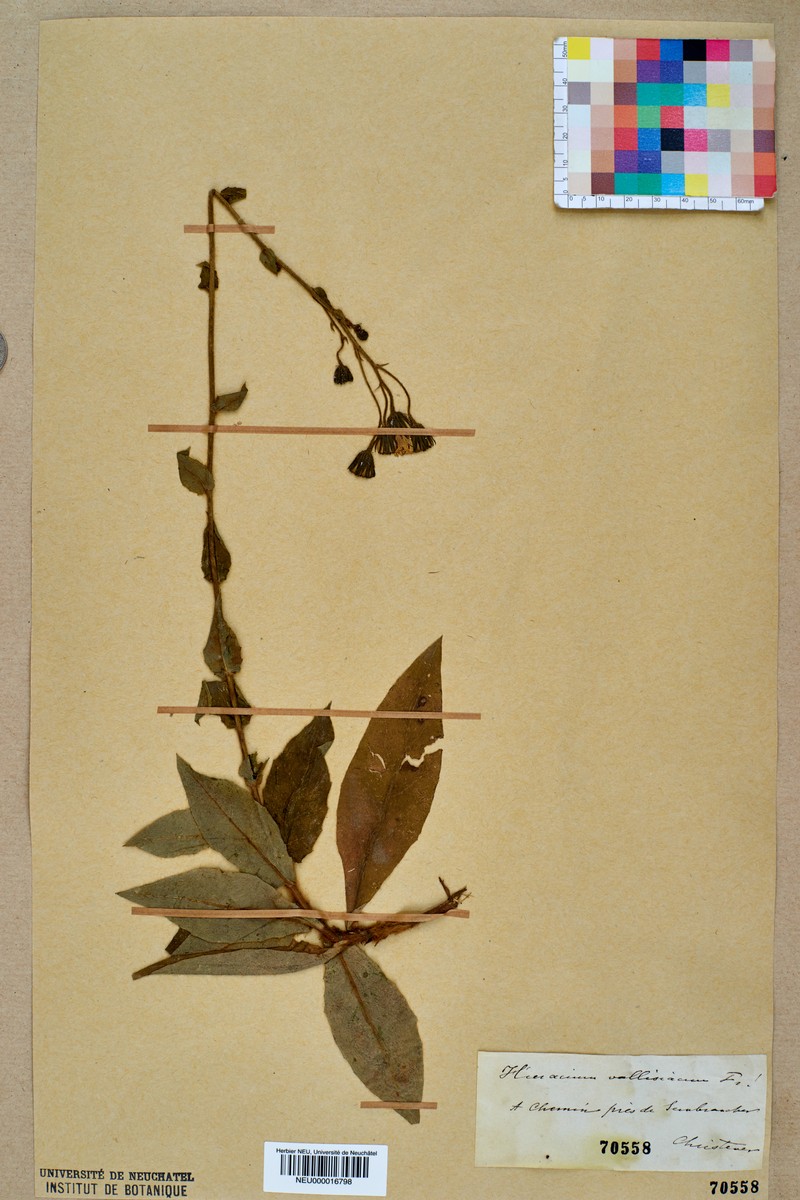 Hieracium lycopifolium subsp. vallisiacum photo 4