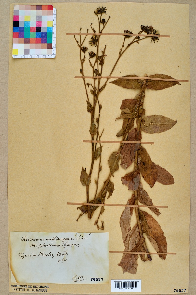 Hieracium lycopifolium subsp. vallisiacum photo 5