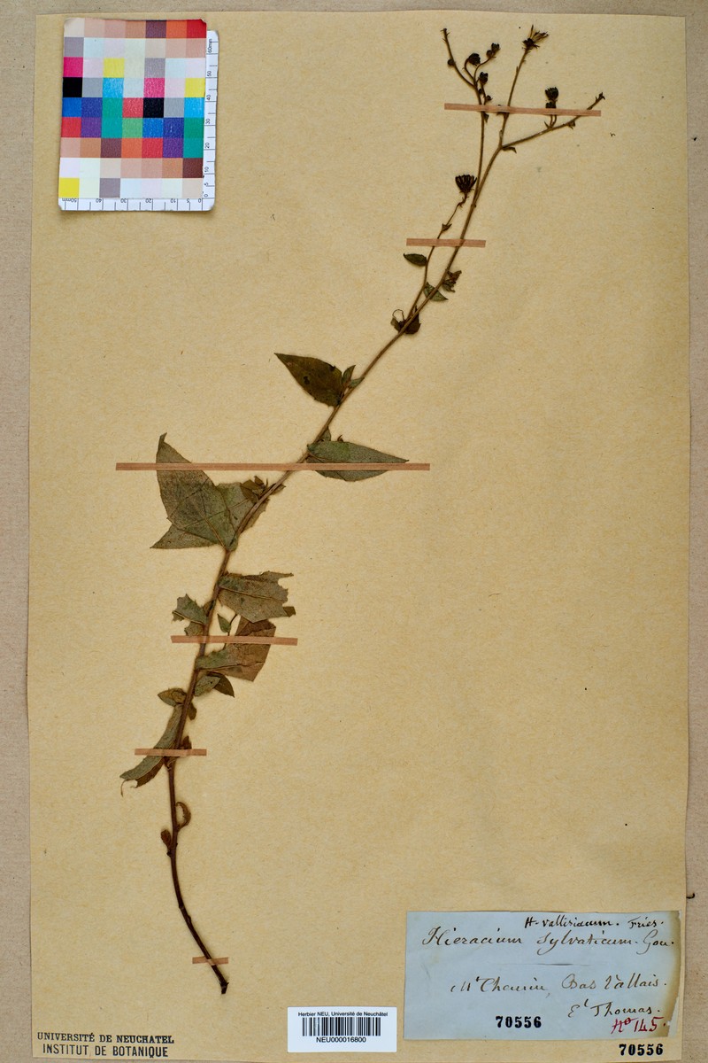 Hieracium lycopifolium subsp. vallisiacum photo 6