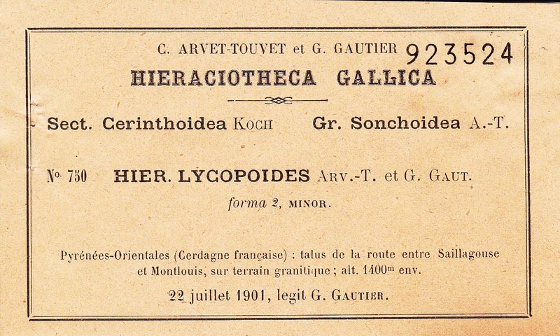 Hieracium lycopoides