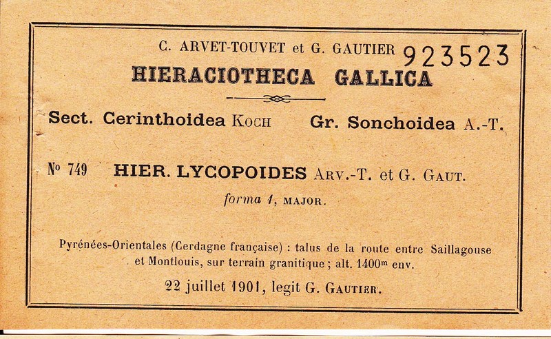 Hieracium lycopoides photo 2