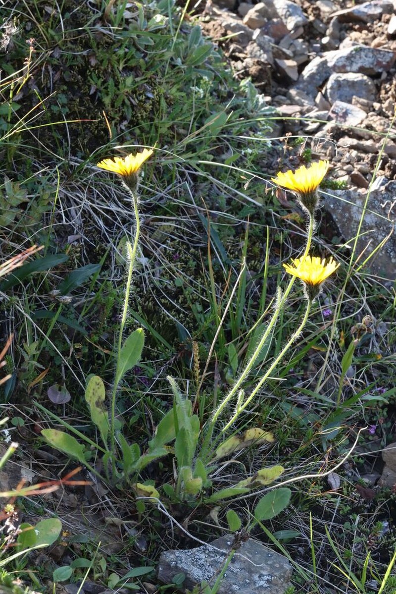 Hieracium lygistodon photo 2