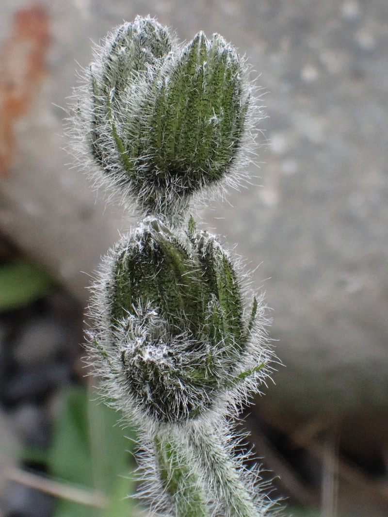 Hieracium lygistodon photo 3
