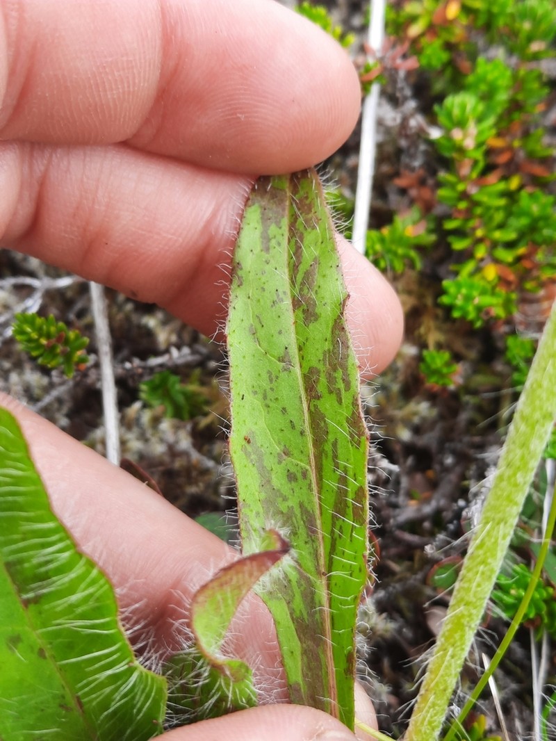 Hieracium lygistodon photo 4