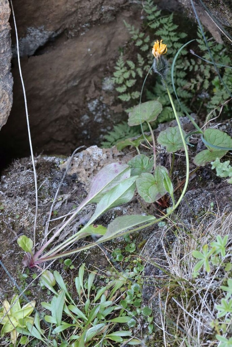 Hieracium lygistodon photo 5