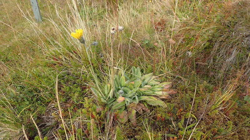 Hieracium lygistodon photo 6