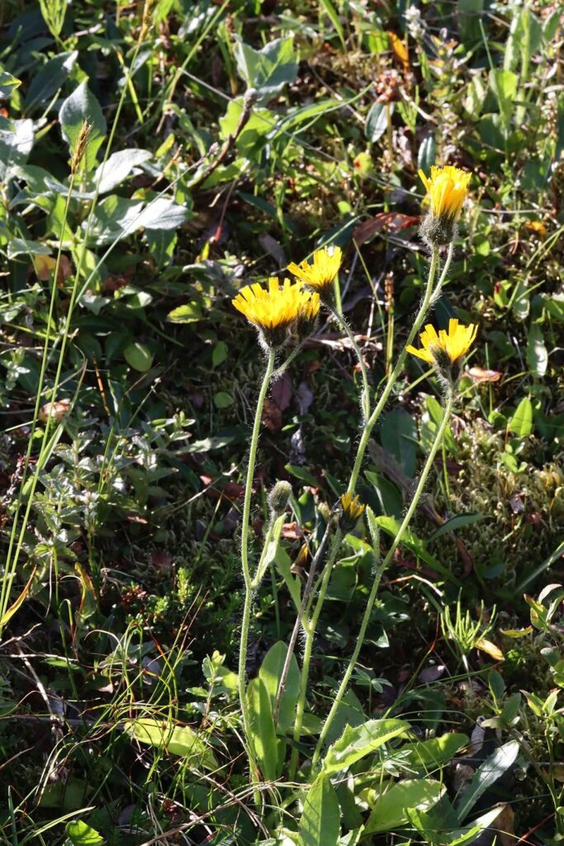 Hieracium lygistodon photo 7
