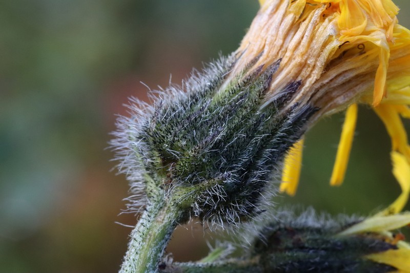 Hieracium lygistodon photo 8