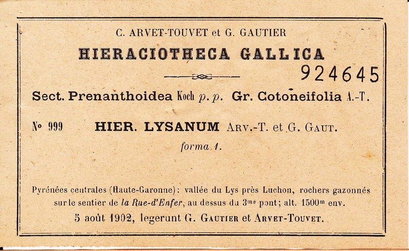 Hieracium lysanum