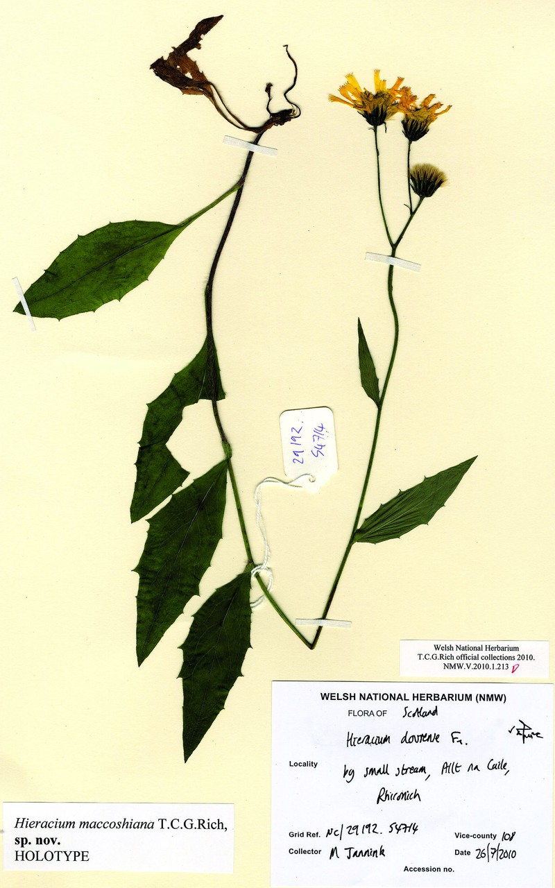 Hieracium maccoshiana photo 4