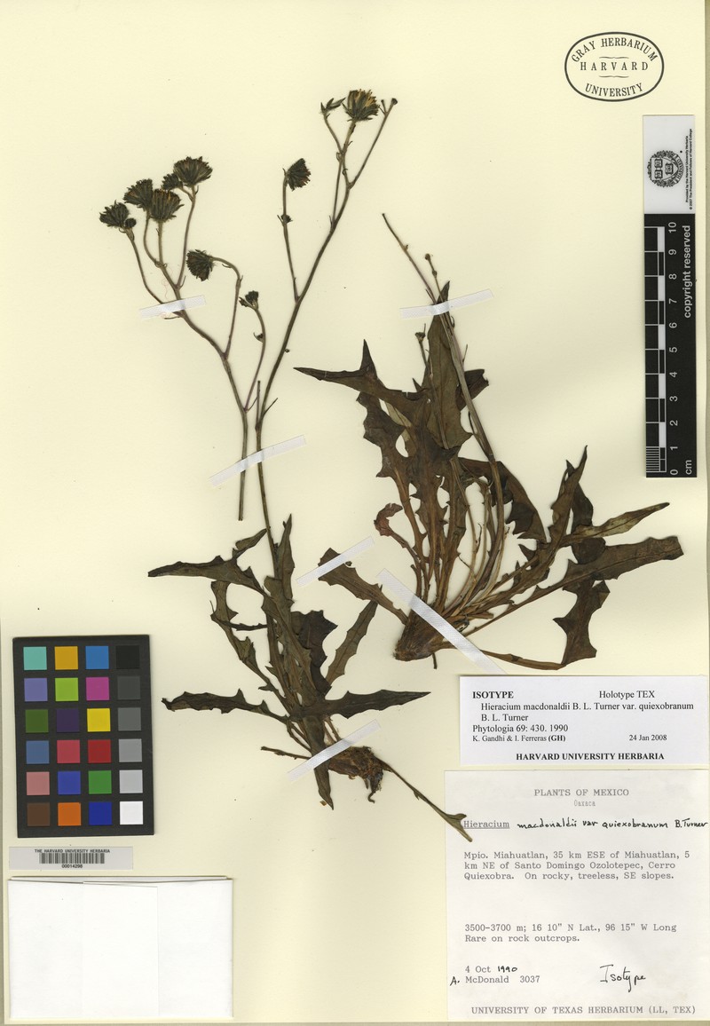 Hieracium macdonaldii var. quiexobranum