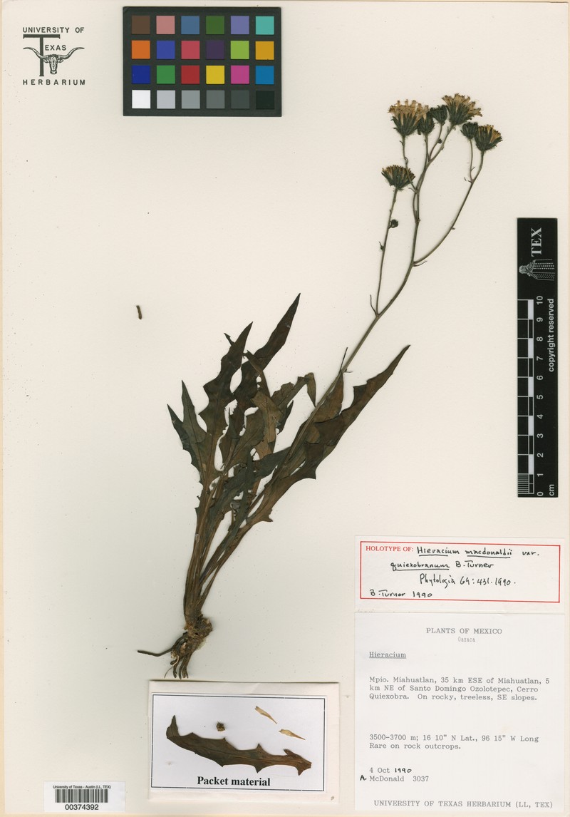 Hieracium macdonaldii var. quiexobranum photo 2