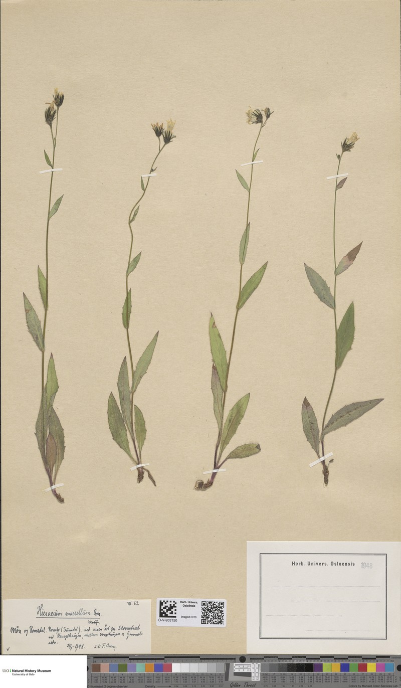 Hieracium macrellum