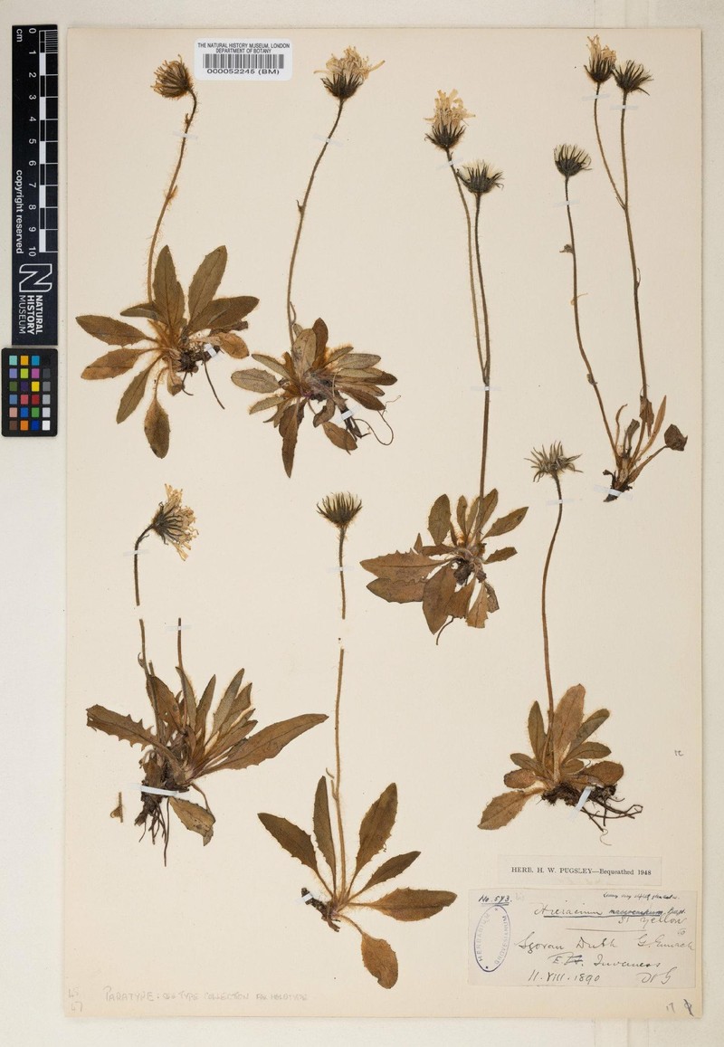 Hieracium macrocarpum