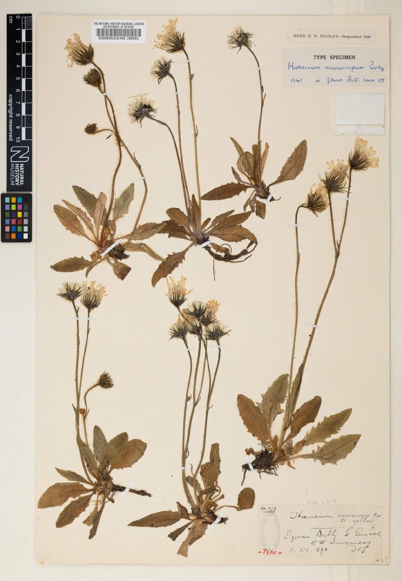 Hieracium macrocarpum photo 2