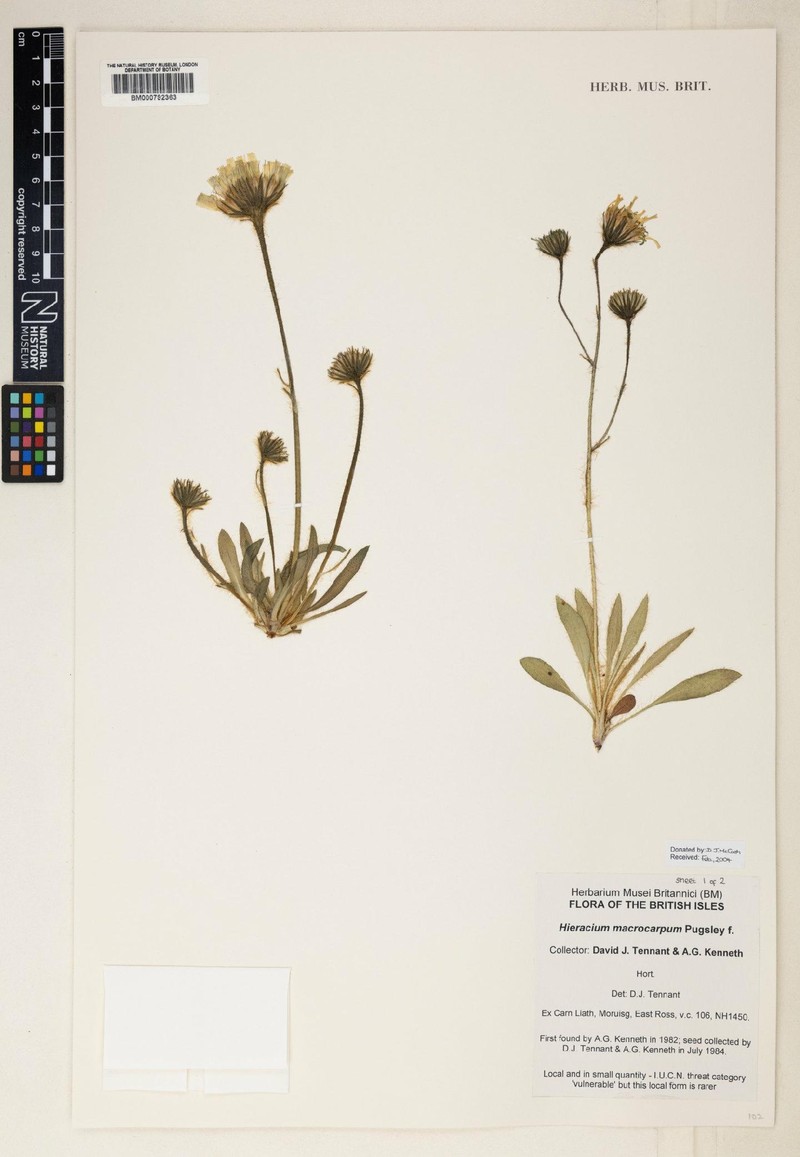Hieracium macrocarpum photo 3