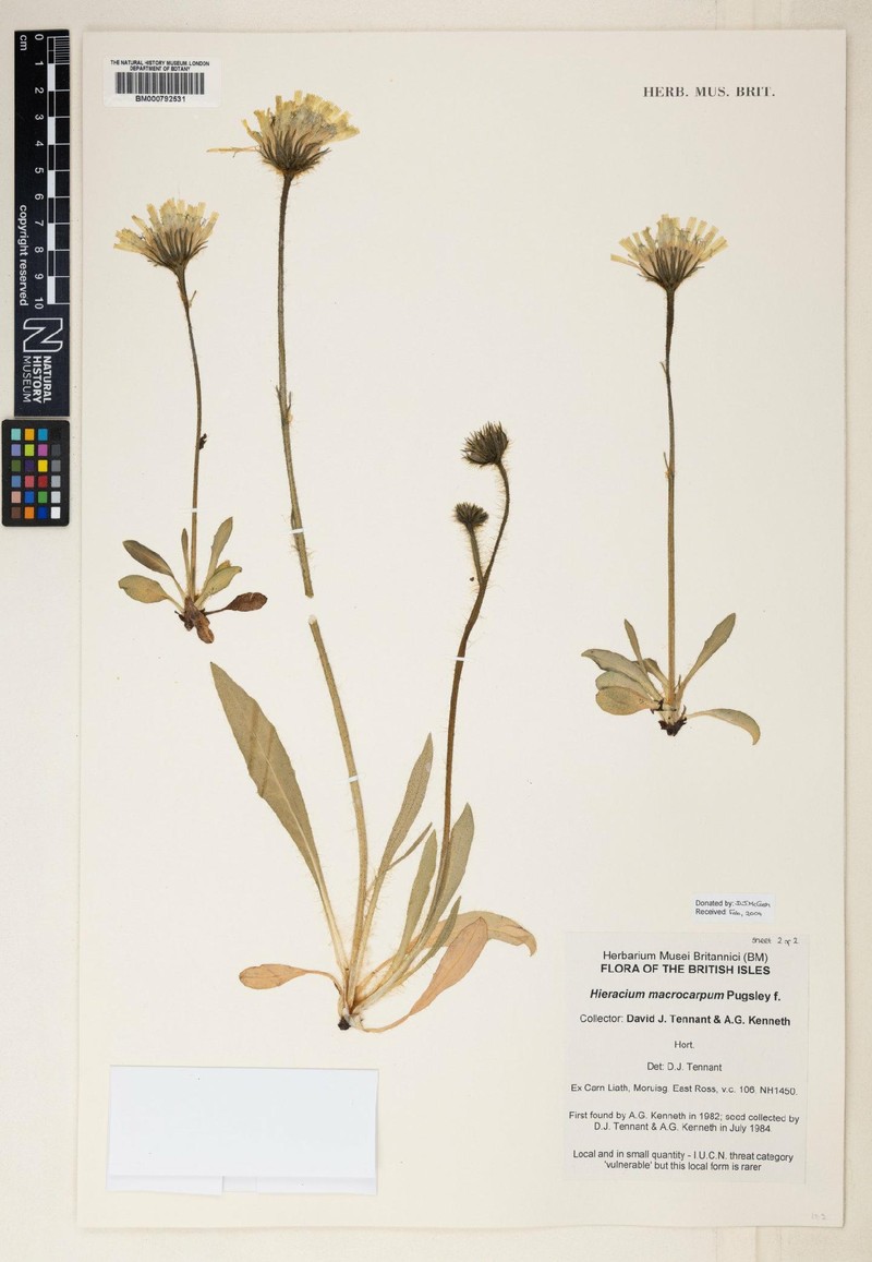 Hieracium macrocarpum photo 4