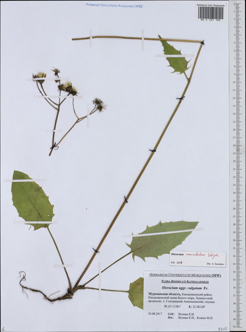 Hieracium macrocladum