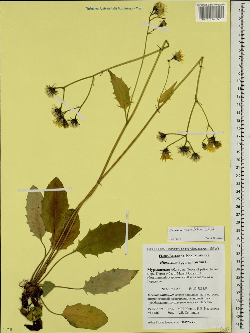 Hieracium macrocladum photo 2