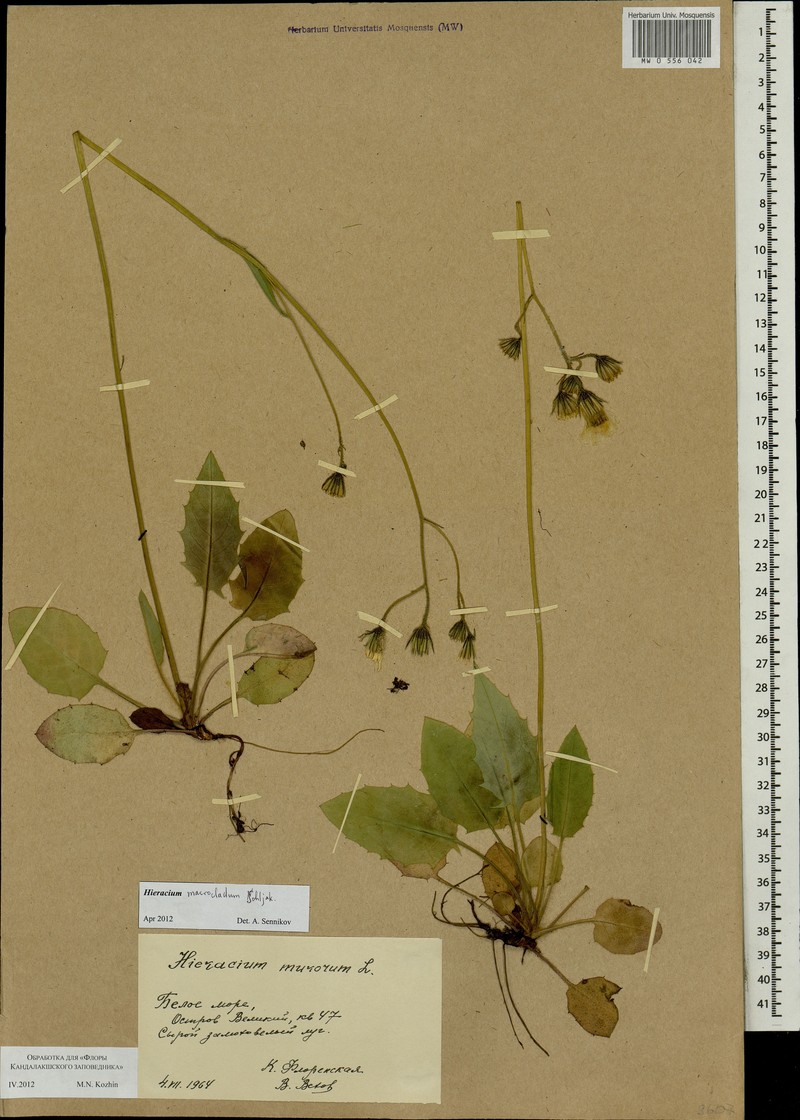 Hieracium macrocladum photo 3