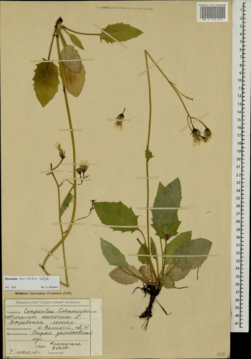 Hieracium macrocladum photo 4