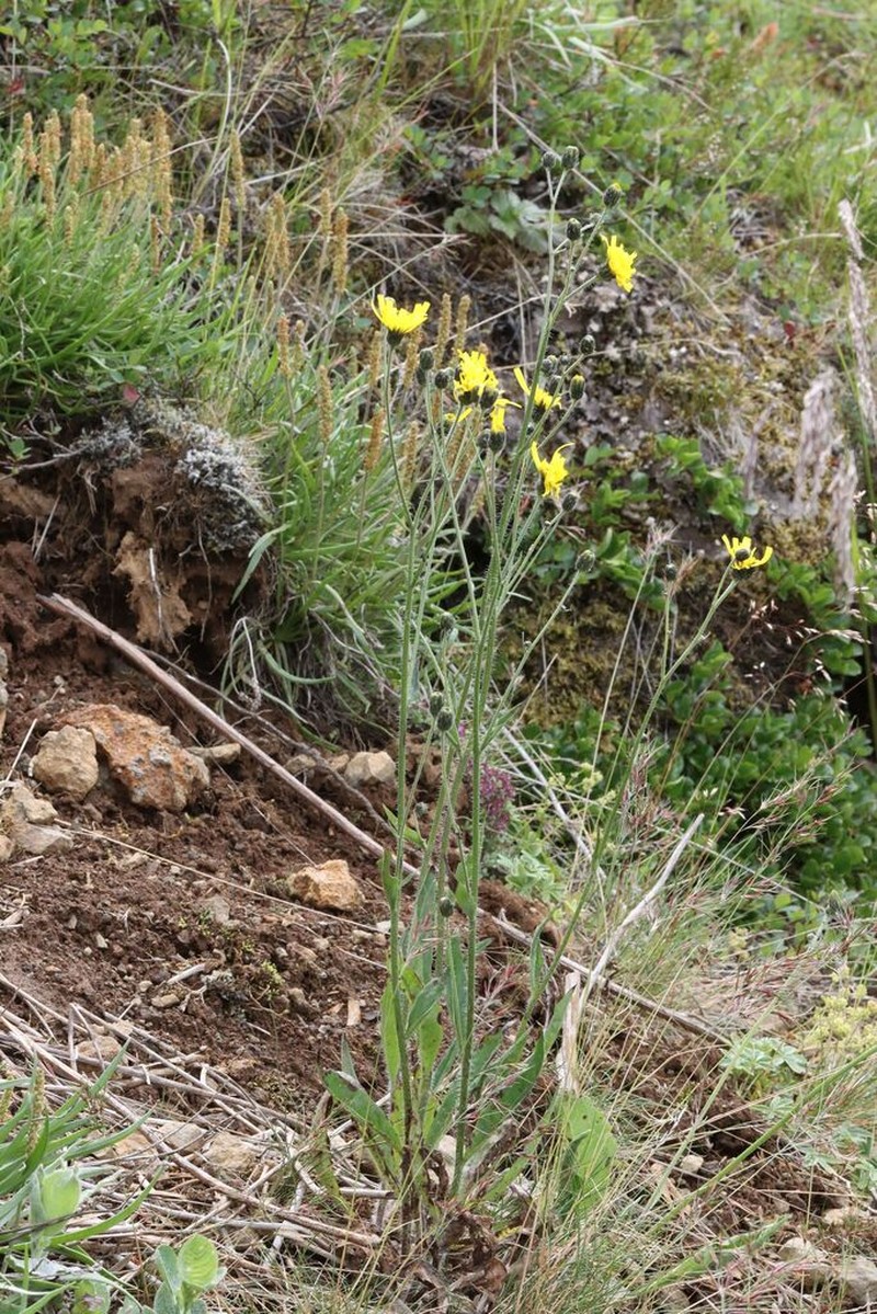 Hieracium macrocomum