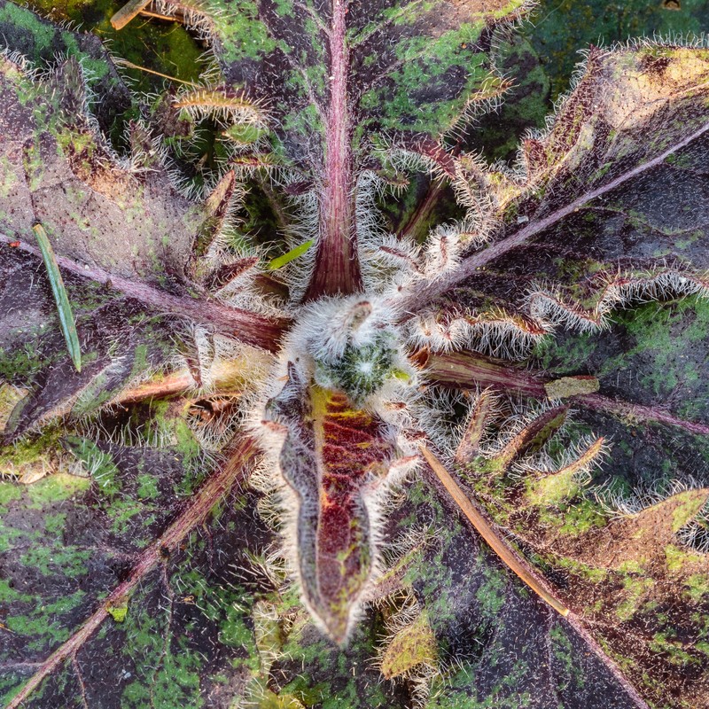 Spotted Hawkweed photo 5