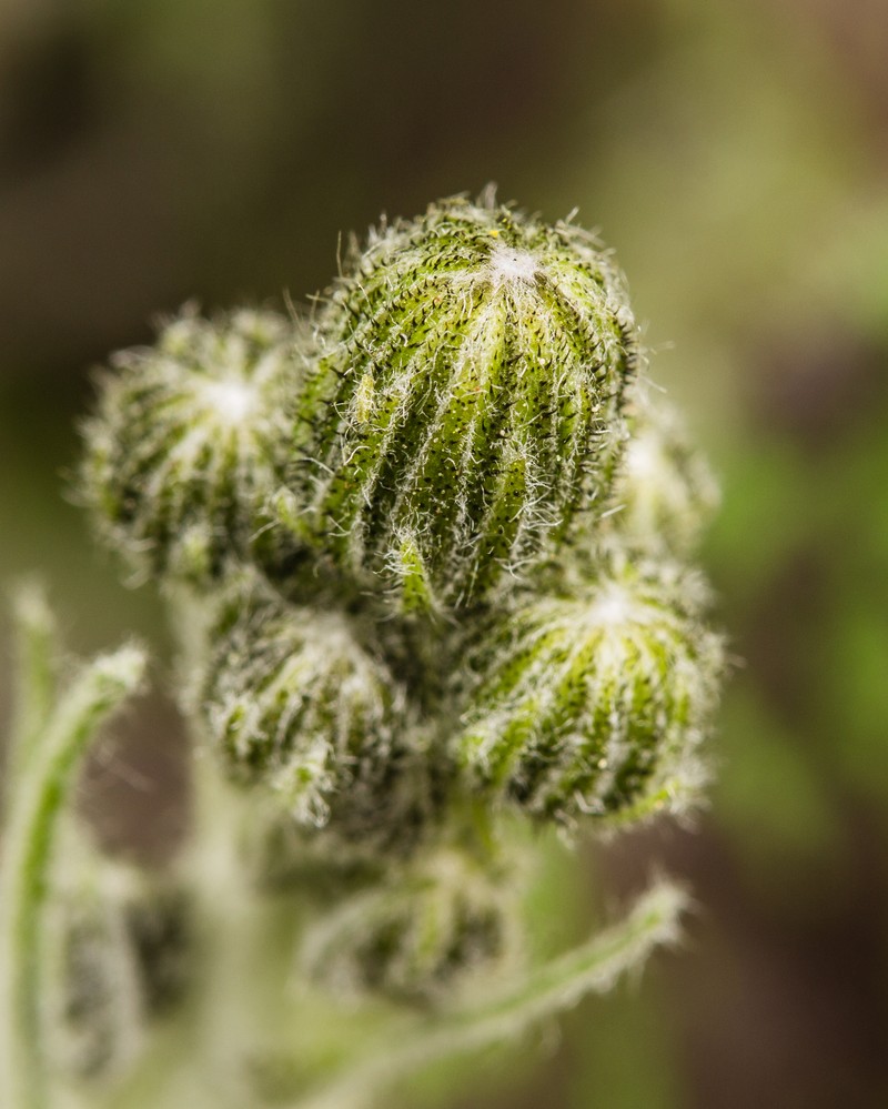 Spotted Hawkweed photo 6