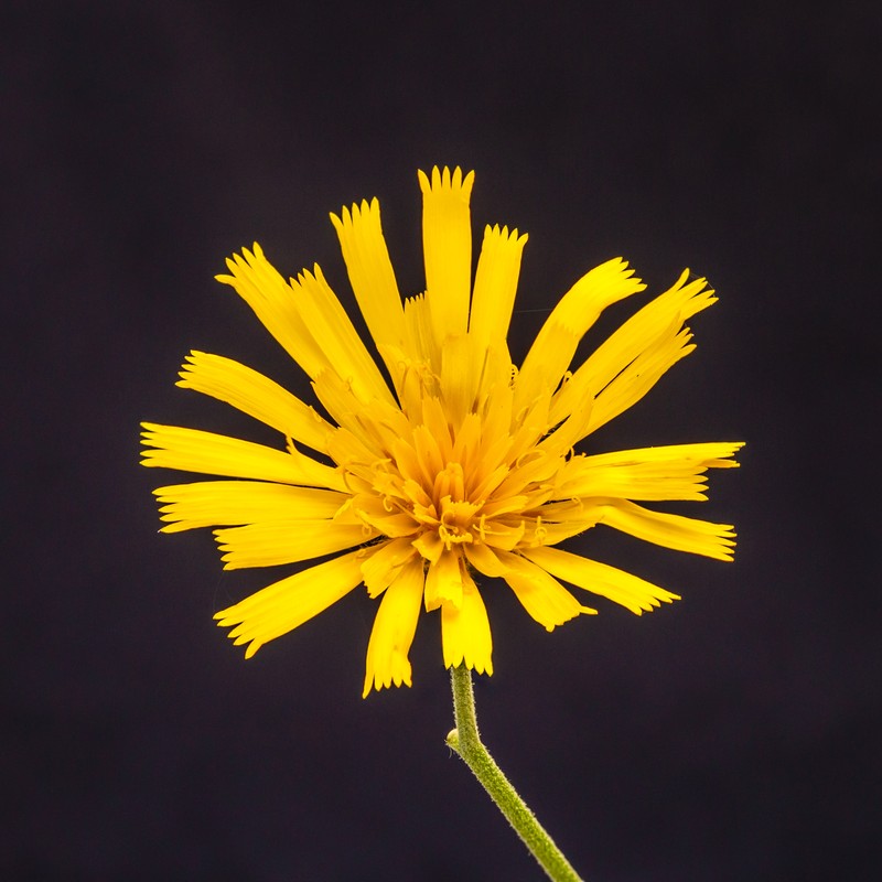 Spotted Hawkweed photo 2