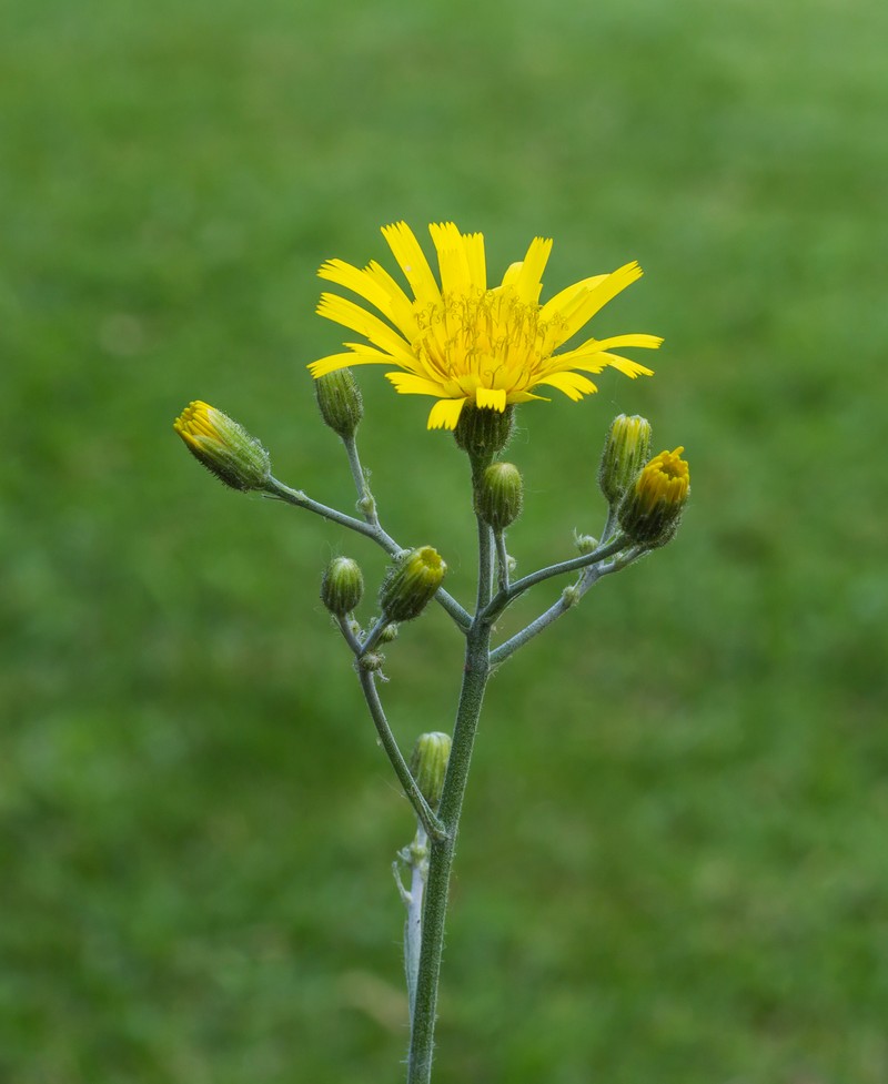 Spotted Hawkweed photo 4