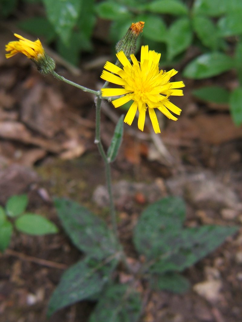 Spotted Hawkweed