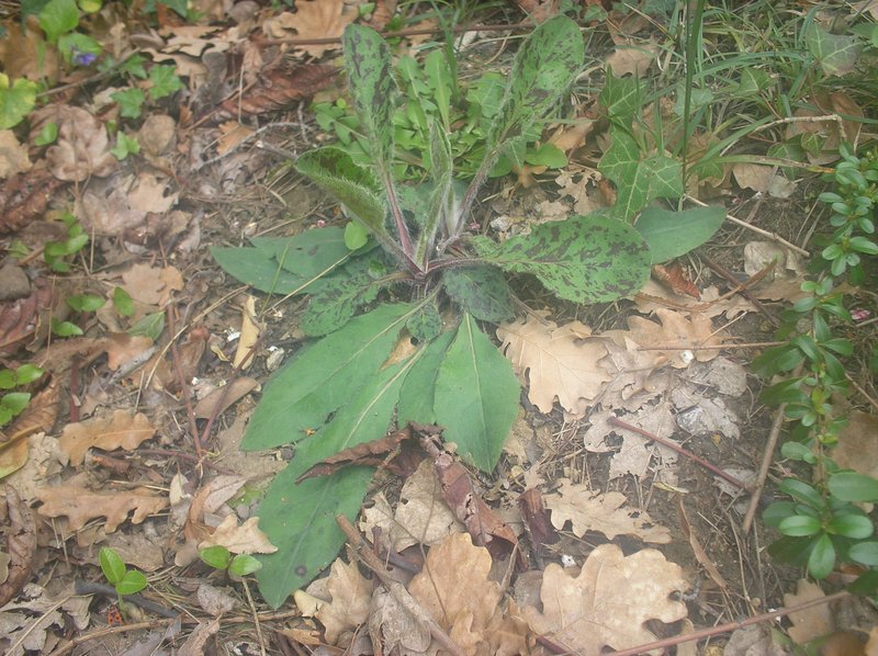 Spotted Hawkweed photo 7