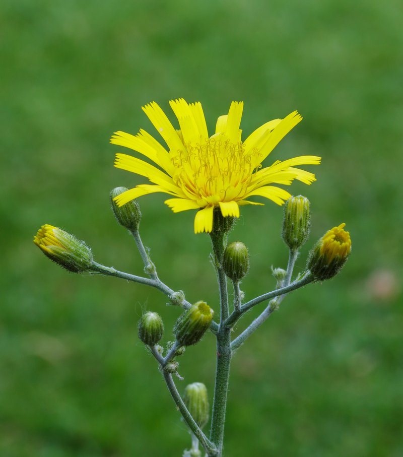 Spotted Hawkweed photo 8