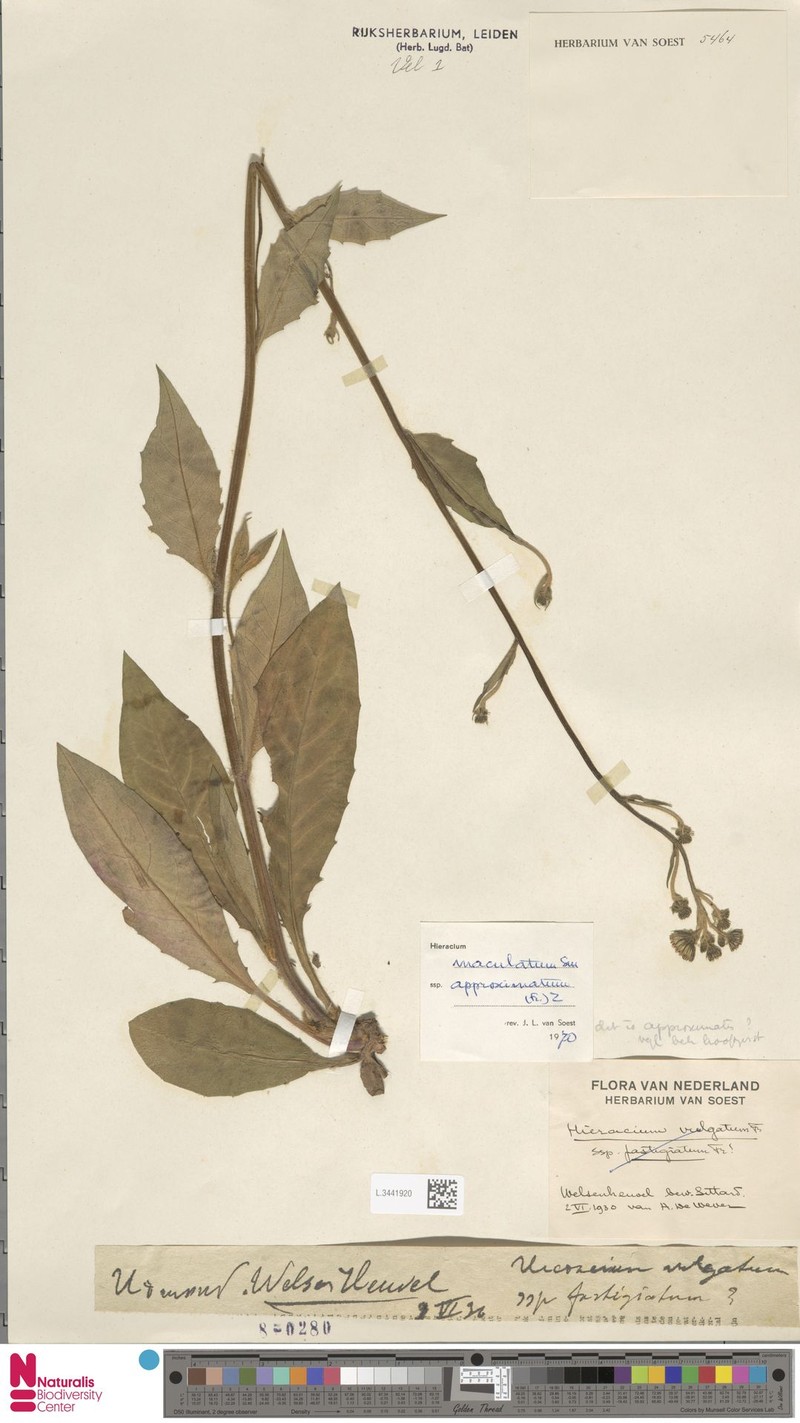Hieracium maculatum subsp. approximatum