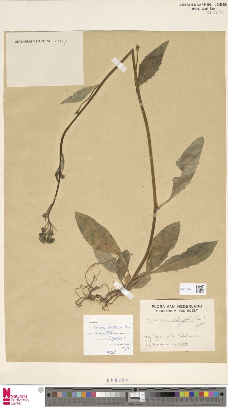 Hieracium maculatum subsp. arrectariicaule