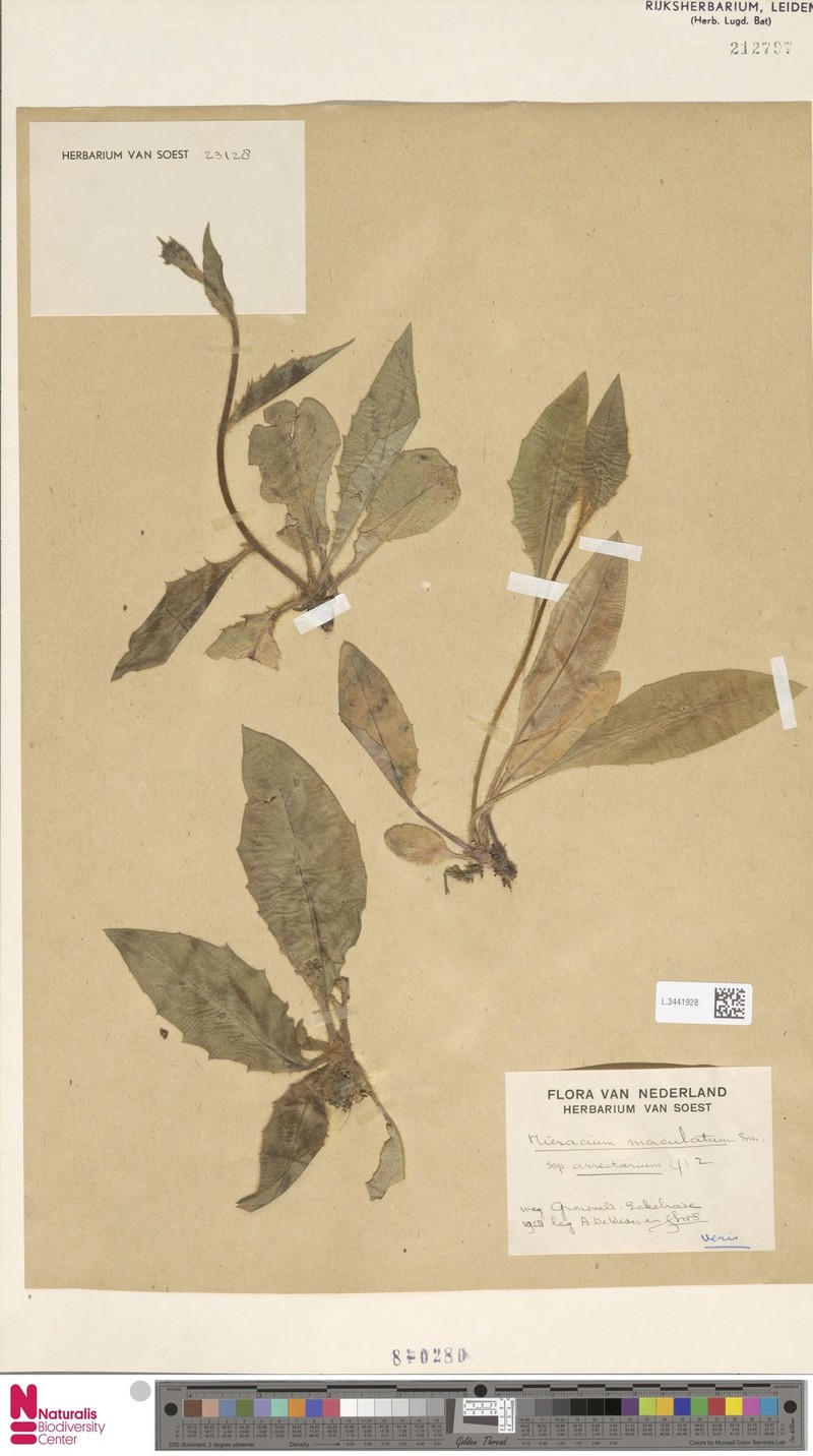 Hieracium maculatum subsp. arrectariicaule photo 2