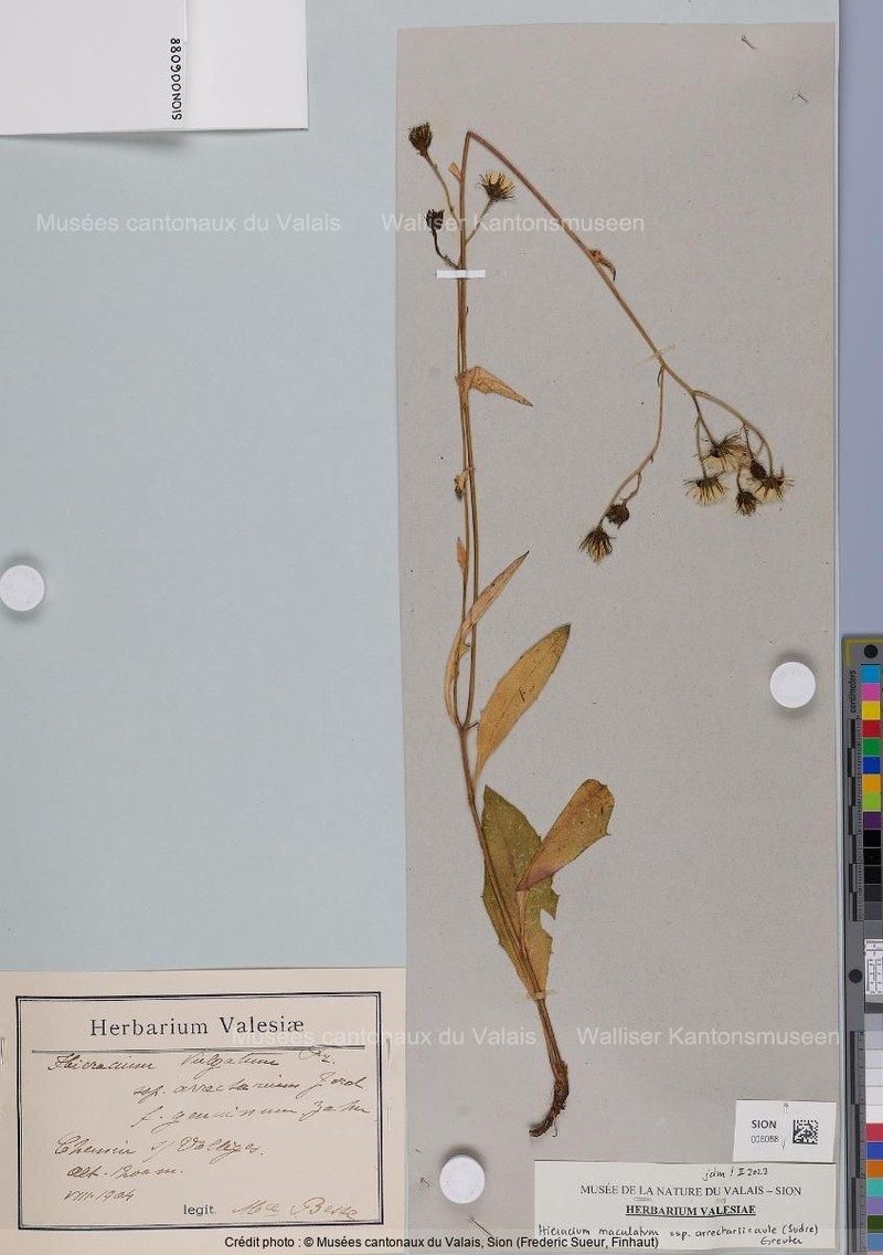 Hieracium maculatum subsp. arrectariicaule photo 3