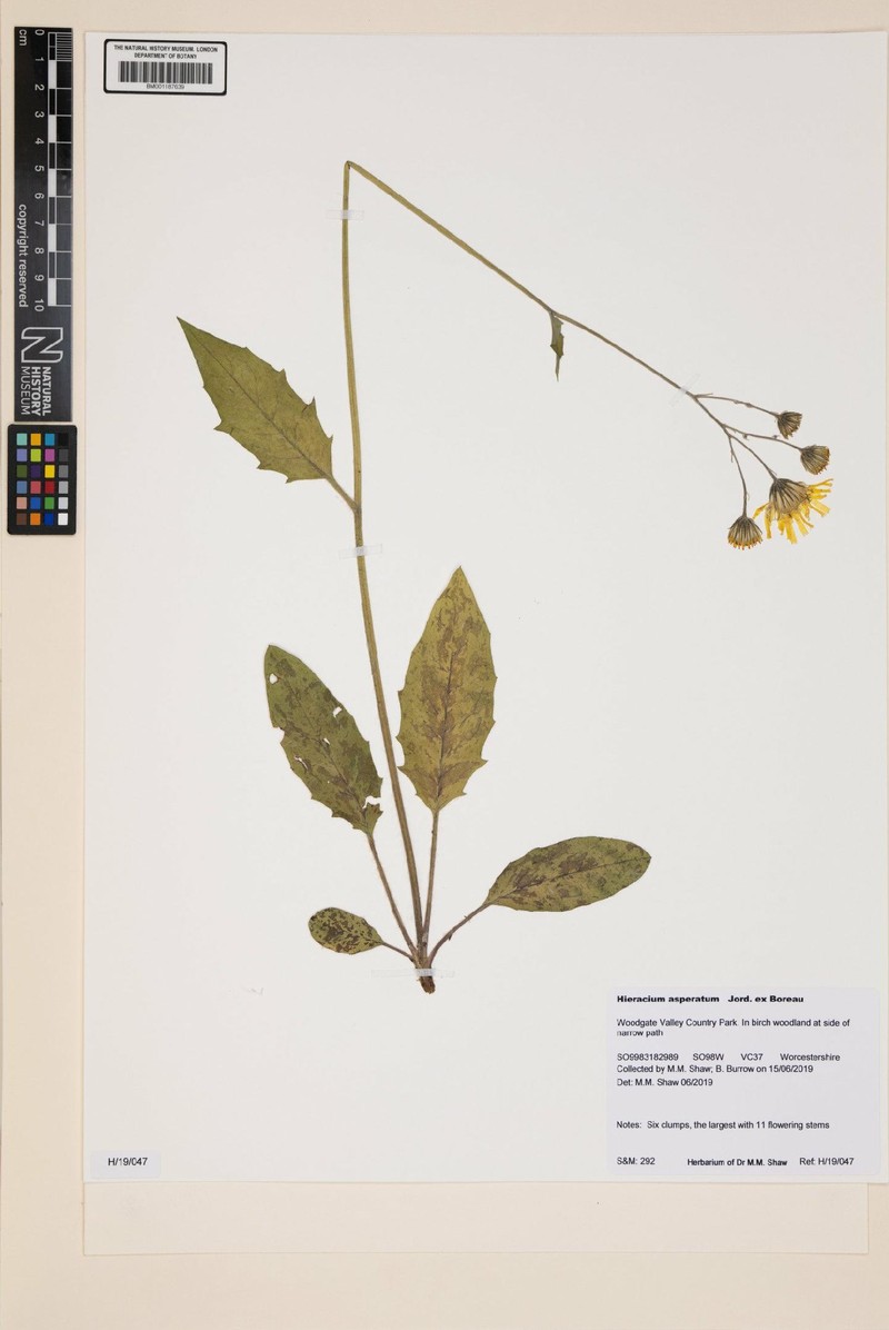 Hieracium maculatum subsp. asperatum