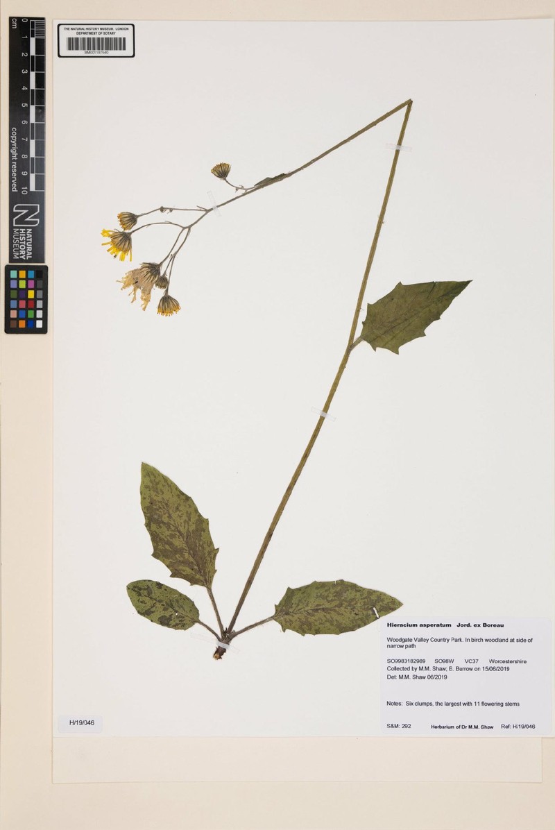 Hieracium maculatum subsp. asperatum photo 2